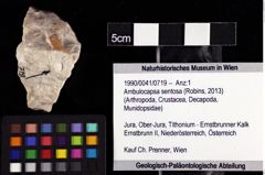 Foto (Objket + Etiketten) von Ambulocapsa sentosa (Robins, 2013) 